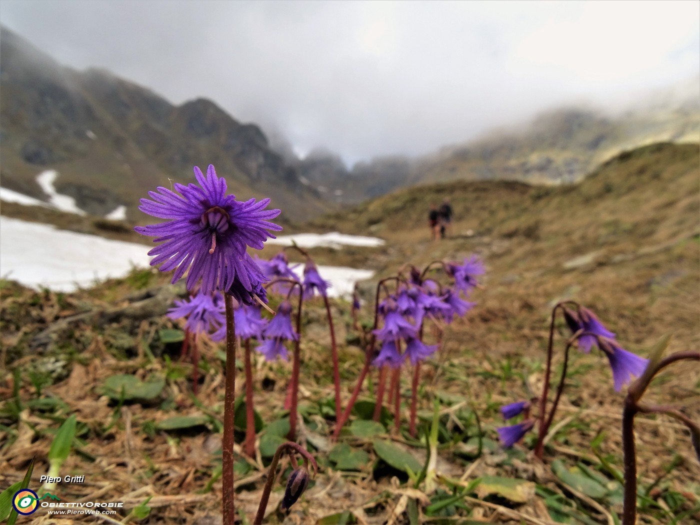 44 Appena si scioglie la neve, cresce  la  Soldanella alpina (Soldanella alpina).JPG